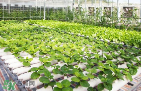 六月份種什么蔬菜？六月份可以種什么蔬菜？