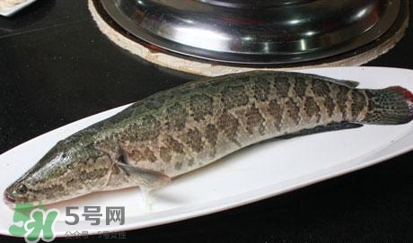 黑魚怎么做湯好喝？黑魚怎么做下奶？