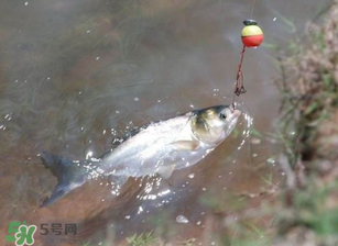 五月份能釣鰱魚嗎？五月份釣什么魚？
