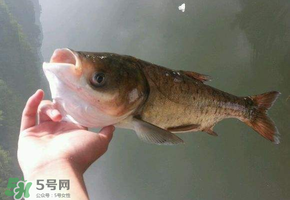 五月份能釣鰱魚嗎？五月份釣什么魚？