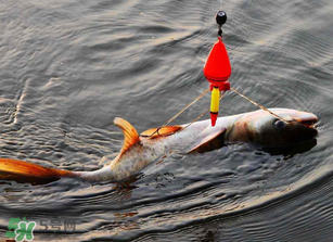 五月份能釣鰱魚嗎？五月份釣什么魚？