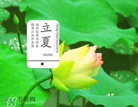 立夏吃什么水果？立夏吃什么水果好？