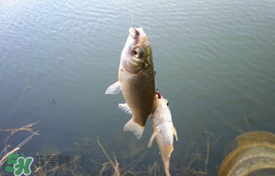 立夏好釣魚嗎？立夏怎么釣魚？