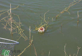 立夏好釣魚嗎？立夏怎么釣魚？