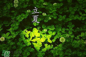 立夏和夏至有什么區(qū)別？立夏和夏至的區(qū)別