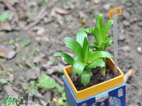 立夏種什么菜？立夏適合種什么？