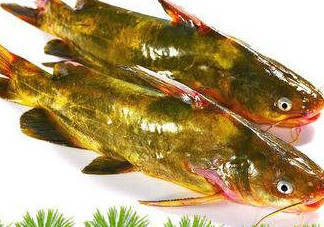 嘎魚多少錢一斤？野生黃嘎魚多少錢一斤