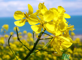 五月份還有油菜花嗎？5月份還有油菜花嗎？