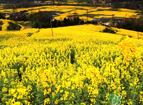 五月份還有油菜花嗎？5月份還有油菜花嗎？