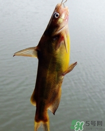 嘎魚是海魚嗎？嘎魚是什么魚