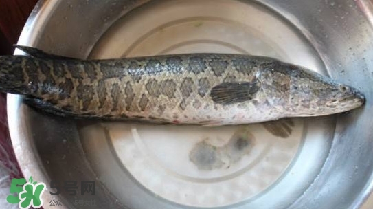黑魚是什么魚？黑魚是鯰魚嗎