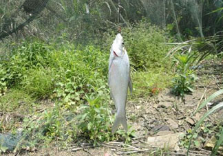 立夏好釣魚嗎？立夏怎么釣魚？