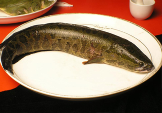 黑魚有鱗嗎？黑魚鱗片怎么處理