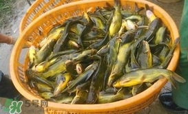 黃顙魚不能和什么一起吃？黃顙魚不能與什么同吃？
