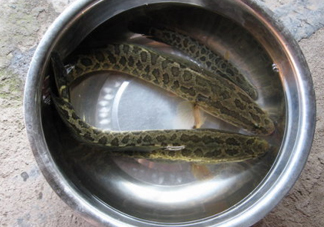 黑魚是什么魚？黑魚是鯰魚嗎