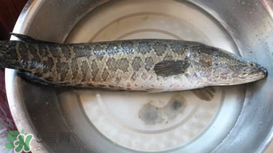 黑魚怎么抓？怎么捕捉黑魚