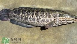 生魚是什么魚？生魚片是什么魚