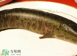 黑魚怎么做好吃？黑魚湯的做法