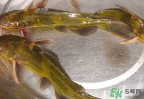 嘎魚是海魚嗎？嘎魚是什么魚