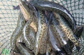 黑魚怎么抓？怎么捕捉黑魚