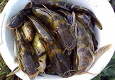 嘎魚(yú)是鯰魚(yú)嗎？嘎魚(yú)是黃辣丁嗎