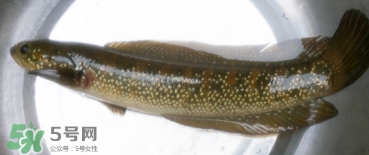 烏鱧魚多少錢一斤？烏鱧價(jià)格