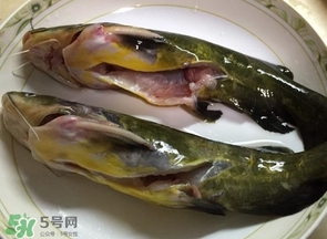 黃辣丁多少錢一斤？野生黃辣丁多少錢一斤