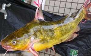 嘎魚是鯰魚嗎？嘎魚是黃辣丁嗎