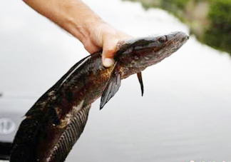黑魚是發(fā)物嗎？黑魚是不是發(fā)物