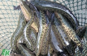 黑魚是什么魚？黑魚是鯰魚嗎