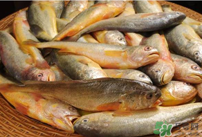 端午節(jié)為什么要吃黃魚？端午節(jié)吃黃魚的由來
