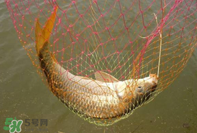 立夏怎么釣鯉魚？立夏釣鯉魚用什么餌料？
