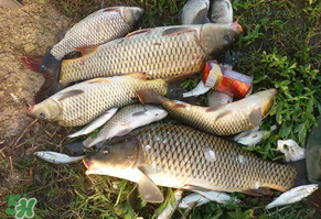立夏怎么釣鯉魚？立夏釣鯉魚用什么餌料？