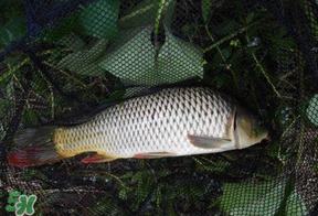 立夏怎么釣鯉魚？立夏釣鯉魚用什么餌料？