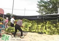 怎樣腌蒜苔容易儲存？怎樣腌蒜苔放的時間長