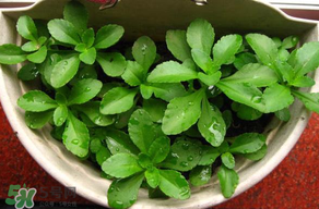 養(yǎng)心菜能生吃嗎？養(yǎng)心菜怎么吃？