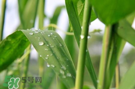 包粽子的葉子叫什么？包粽子的葉子怎么處理？