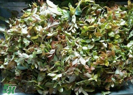 烏樹葉怎么做？烏樹葉怎么做好吃又簡單？