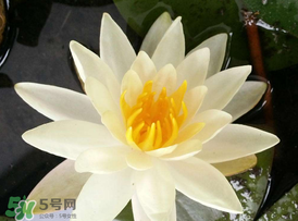 ?立夏是夏天嗎？?立夏是夏天的開始嗎？