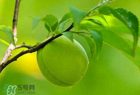青梅不能和什么一起吃？青梅和什么相克？