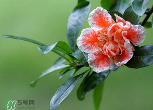 立夏開什么花？立夏有什么花？