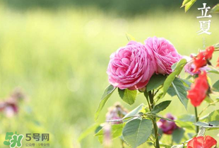 立夏開什么花？立夏有什么花？