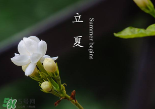 立夏開什么花？立夏有什么花？