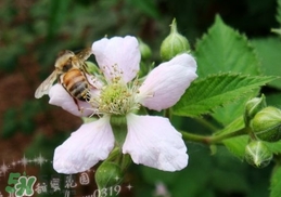 樹莓有毒嗎？樹莓有刺嗎？