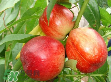 油桃一天吃幾個(gè)？孕婦一天能吃幾個(gè)油桃