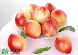 油桃什么時候成熟？油桃什么季節(jié)成熟