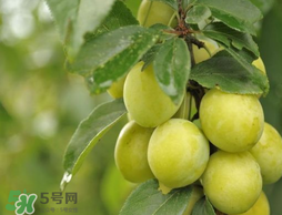 立夏嘗三新指的是什么？立夏嘗新活動(dòng)