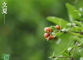 立夏要注意什么？立夏養(yǎng)生禁忌