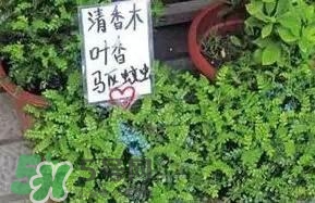 寶寶驅(qū)蚊產(chǎn)品哪個(gè)好？寶寶驅(qū)蚊用什么好？