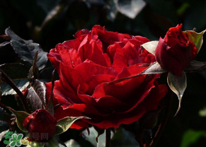 母親節(jié)可以送玫瑰花嗎？母親節(jié)送幾朵玫瑰花好？